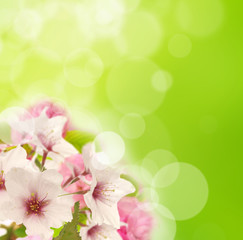 Fototapeta na wymiar Piękne wiosny kwiaty