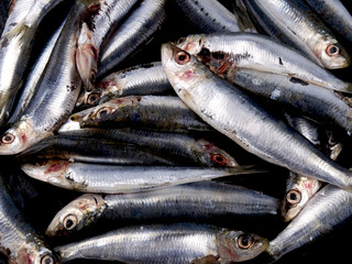Obraz premium Pronte per la padella: sardine fresce