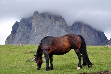 Fototapeta na wymiar Pferd am Langkofel