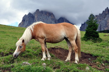 Haflinger vor dem Langkofel in den Dolomiten