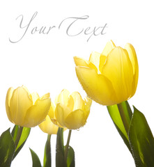 Naklejka premium flowers tulips in the sunlight