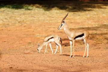 Thompson Gazelle