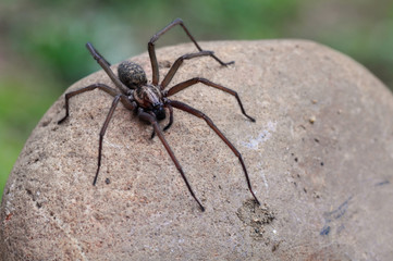 Große Winkelspinne