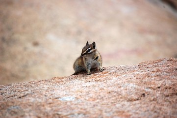 Chipmunk poses on boulder