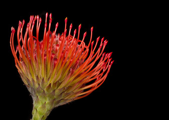 Leucospermum or Pincushion Flower