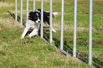 agility dog slalom border collie