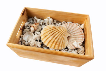Seashells in Wooden Box