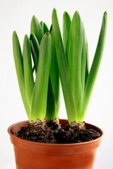 green plants of hyacinth before blooming