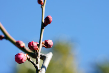 梅のつぼみ