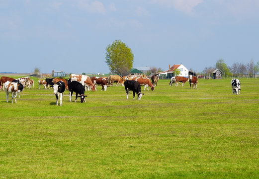 little farm with cows in pasture
