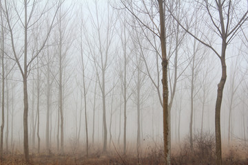 Fototapeta na wymiar winter forest mist