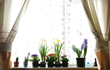 Fresh spring flowers on window display