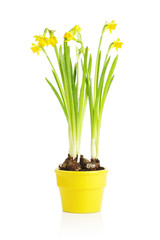 Naklejka na ściany i meble Daffodil flower in yellow pot