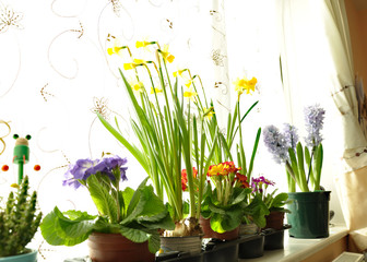Fresh spring flowers on window display