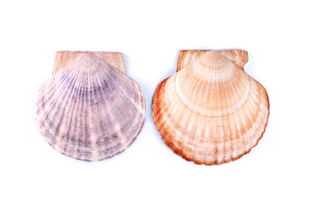 Scallop shells