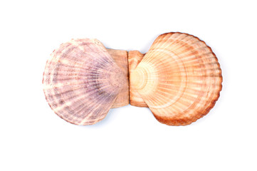 Scallop shells