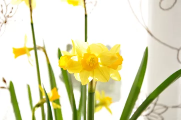 Rolgordijnen Fresh spring flowers daffodil © marcin jucha