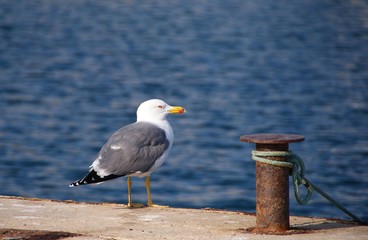 GAVIOTA