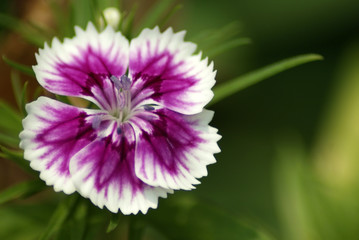 Fototapeta premium Sweet William