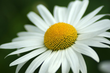 Obraz premium White Coneflower