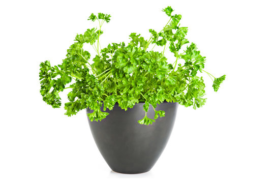 Fresh parsley growing in flower pot over white background