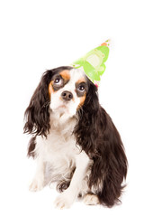 Cavalier King Charles Spaniel - Dog