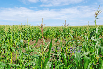 Puddle on the corn field.