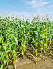 Corn field after rain.