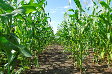 Corn on the field.