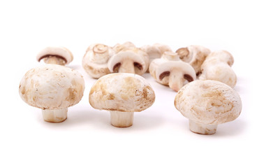 Group of fungus.