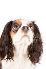 Cavalier King Charles Spaniel - Dog