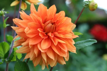 Photo sur Plexiglas Dahlia Dahlia de couleur orange