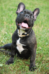 black franch bulldog