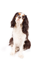 Cavalier King Charles Spaniel - Dog