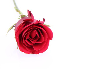 Red rose on white background