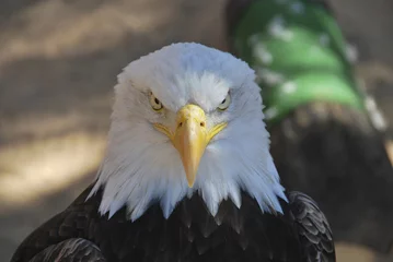 Abwaschbare Tapeten Adler American eagle
