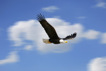 Flying eagle