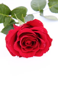 Red rose on white background with space text