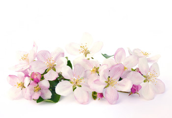 Obraz na płótnie Canvas Apple blossoms - isolated