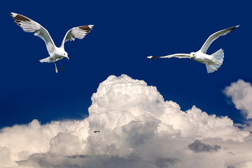 Birds fly in the blue sky