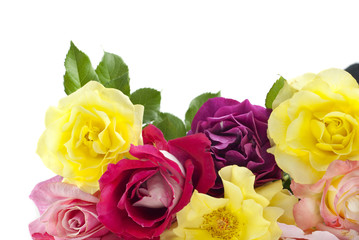 Colorful Roses White Background