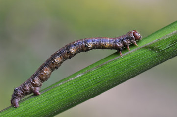 Spannerraupe