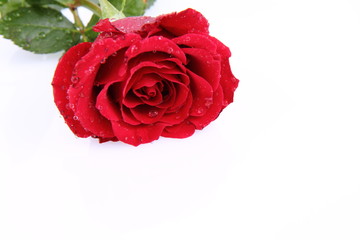 Red rose covered with drops of water on a white background