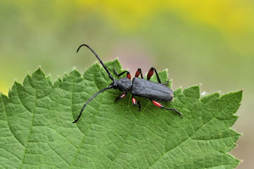 Mattschwarzer Scheibenbock