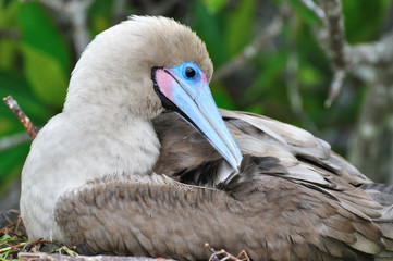Red-footed Booby