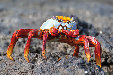 Sally Lightfoot Crab