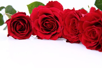 Red roses on white background with space for text