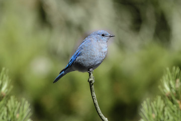 Mountain Bluebird