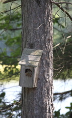 Red Squirrel in house on tree