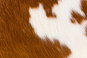 Cow hide